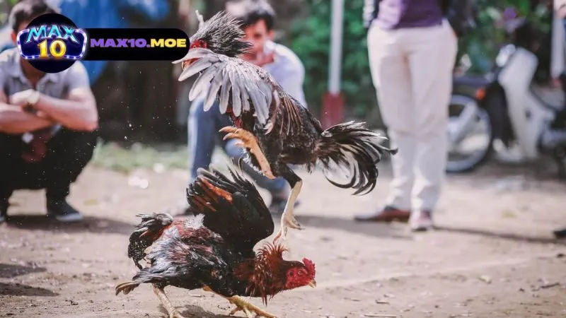 Đá gà C1 Thái Lan - Khám Phá Thế Giới Kịch Tính Của Đấu Gà 3 quy-dinh-va-luat-choi-da-ga-c1-thai-lan