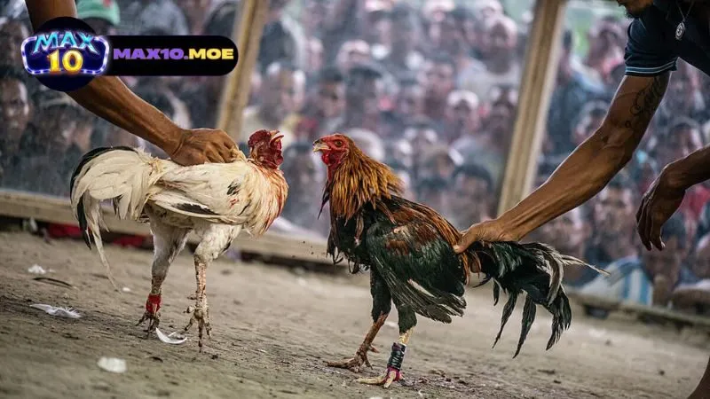 Đá gà C1 Thái Lan - Khám Phá Thế Giới Kịch Tính Của Đấu Gà 2 gioi-thieu-ve-da-ga-c1-thai-lan